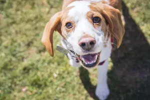 Beagle dog on lawn looking at camera while walking