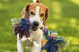 Beagle dog runs in garden with colorful toy