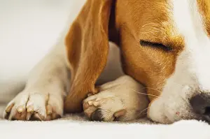 Beagle dog sleeping on a couch