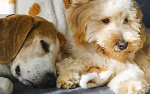 A beagle and a fluffy Maltipoo dog rest close together