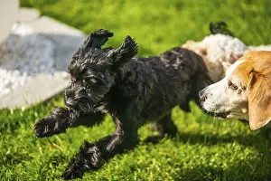 Framed Print : A beagle, Maltipoo and black Yorkshire terrier playing outside on the grass