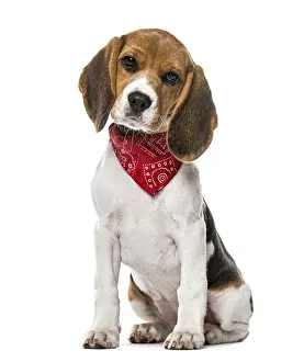 A Beagle puppy with a scarf sitting