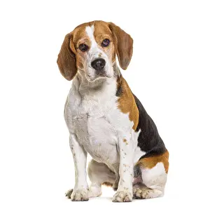 Beagles sitting and looking at the camera