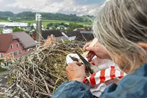 Beak of young white stork (Ciconia ciconia) being cleaned