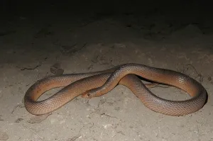 Beaked Nose Snake (Scaphiophis albopunctatus)