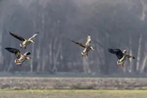 Bean geese (Anser fabalis), Emsland