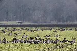 Bean geese (Anser fabalis), Emsland