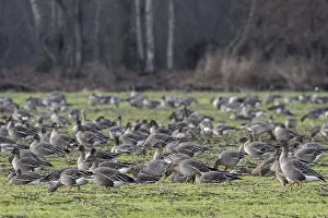 Bean geese (Anser fabalis), Emsland