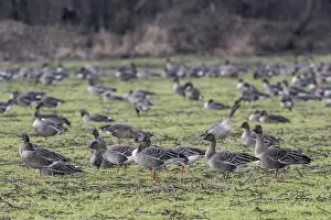 Bean geese (Anser fabalis), Emsland