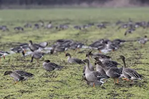 Bean geese (Anser fabalis), Emsland