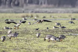 Bean geese (Anser fabalis), Emsland