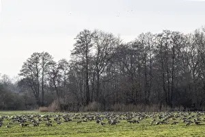 Bean geese (Anser fabalis), Emsland