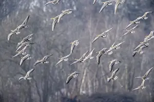 Bean geese (Anser fabalis), Emsland