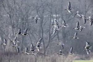 Bean geese (Anser fabalis), Emsland