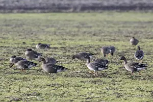 Bean geese (Anser fabalis), Emsland