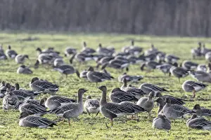 Bean geese (Anser fabalis), Emsland