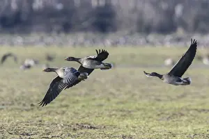 Bean geese (Anser fabalis), Emsland