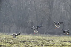 Bean geese (Anser fabalis), Emsland