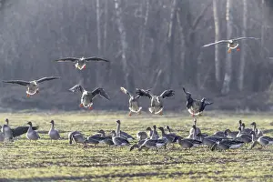 Bean geese (Anser fabalis), Emsland