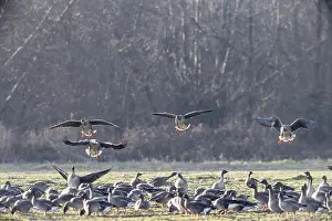 Bean geese (Anser fabalis), Emsland