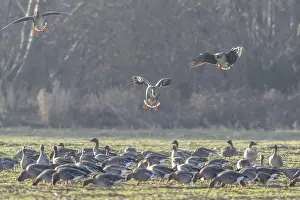 Bean geese (Anser fabalis), Emsland