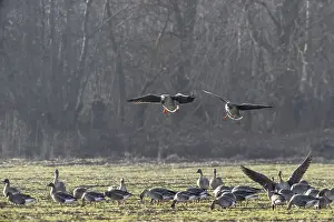 Bean geese (Anser fabalis), Emsland