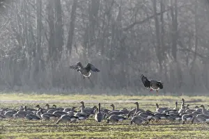 Bean geese (Anser fabalis), Emsland