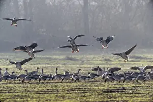 Bean geese (Anser fabalis), Emsland