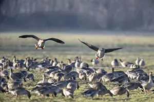 Bean geese (Anser fabalis), Emsland