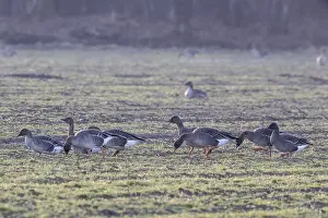 Bean geese (Anser fabalis), Emsland