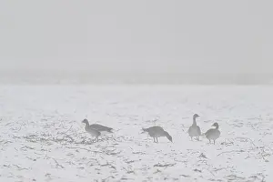 Bean geese (Anser fabalis) in the snow