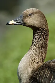 Bean Goose (Anser fabalis), lateral, side