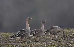 Bean goose (Anser fabalis), Texel, Netherlands