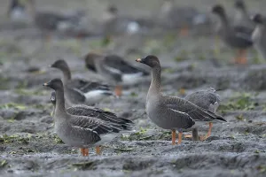 Bean goose (Anser fabalis), Tundrasa goose