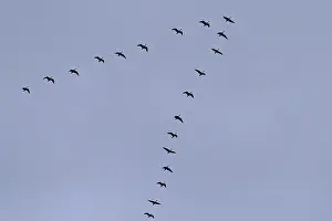 Bean goose, migratory formation (Anser fabalis)