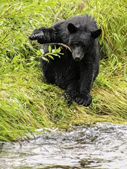 Bear, Alaska