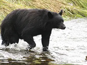 Bear, Alaska