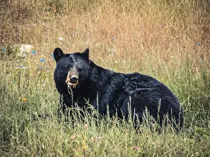 Bear, Alaska