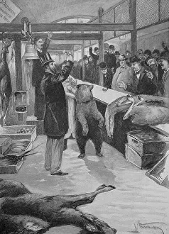 Bear Auction in the Berlin Market Hall