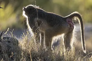 Bear baboon or chacma (Papio ursinus)