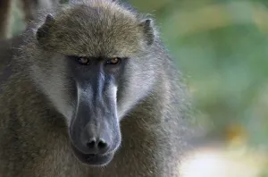 Bear baboon (Papio ursinus)