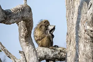 Bear baboon (Papio ursinus) sitting on a branch