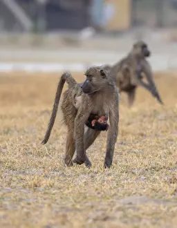Bear baboon (Papio ursinus) young clinging to the mother's belly