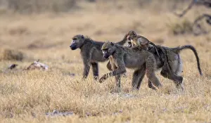 Bear baboons (Papio ursinus) young on the back of the mother
