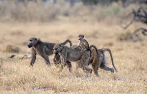 Bear baboons (Papio ursinus) young on the back of the mother
