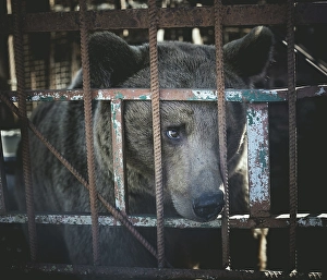 Bear in a cage, Suchumi, Abkhazia, Georgia, Asia
