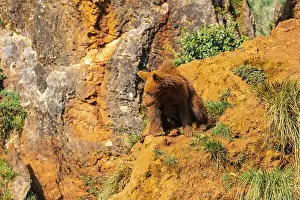 A bear cub is sitting on a rocky hillside