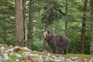 Bear in a dense forest with tall trees in the background