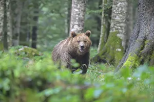 Bear in a forest, surrounded by lush green foliage