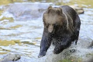 Bear jumping in the water of a river
